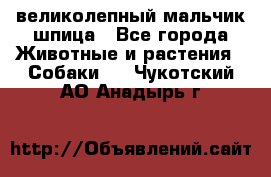 великолепный мальчик шпица - Все города Животные и растения » Собаки   . Чукотский АО,Анадырь г.